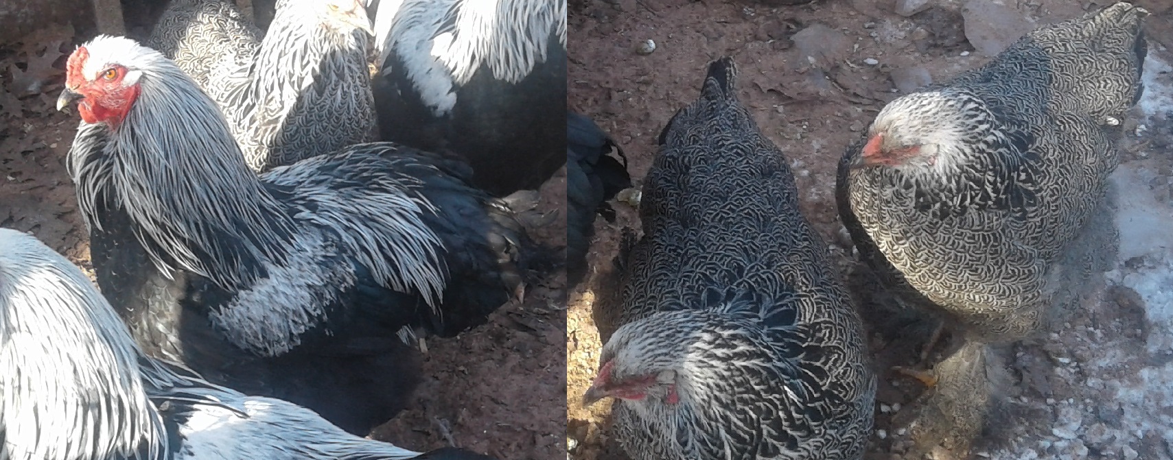 Show Quality Chickens For Sale