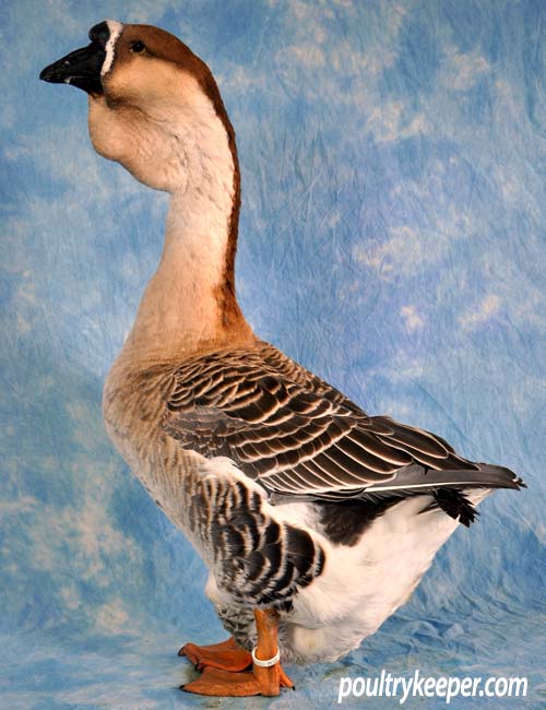 brown african goose male