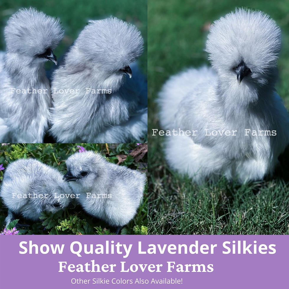Silkie Chicken Lavender