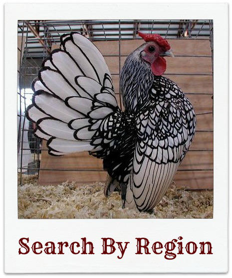 Learn About Poultry Shows