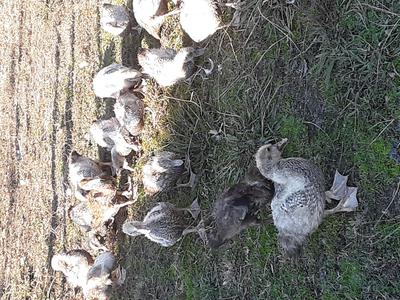 AR - Muscovy ducks for sale