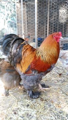 Silver laced brahma added a new photo. - Silver laced brahma