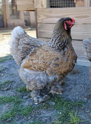 Brahma Hens Archives - Pipinchick Silkies