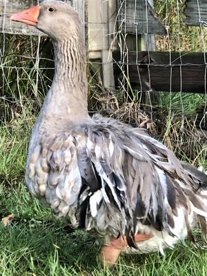 sebastopol geese fl grey