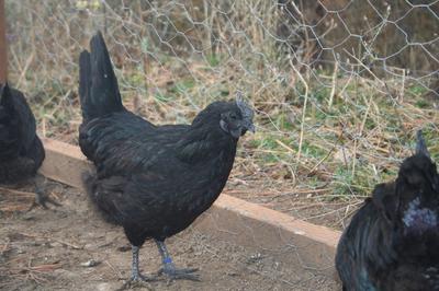 ayam cemani hatching eggs