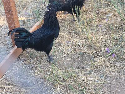 Idaho- Ayam Cemani-Show Quality Chicks and Hatching Eggs ...