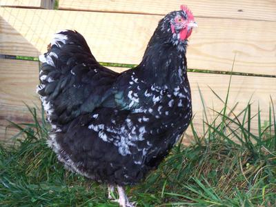 Chocolate Bantams