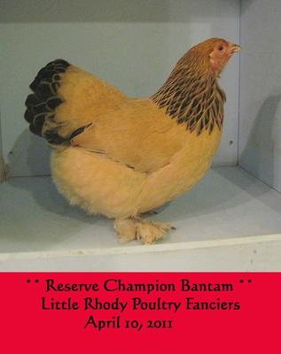 Buff Brahma bantam rooster  GreenFuse Photos: Garden, farm & food