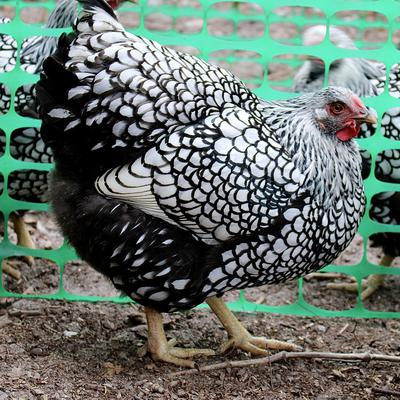 NC - Silver Laced, Silver Penciled and Blue Laced Red Wyandottes