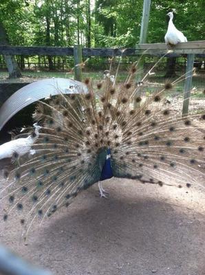 peacock eggs for sale usa