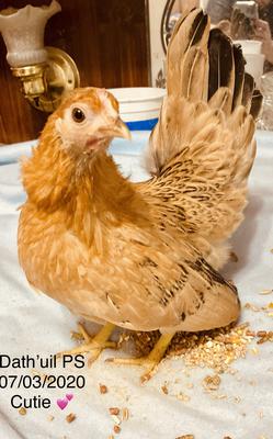 Black Tailed Buff Japanese Bantam Chicks