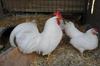 CA - Exhibition SC White Leghorn Bantams