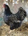 Barnevelders For Sale