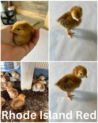 TN - Ameraucana, Buff Orpington, Rhode Island Red, Black Australorp ...