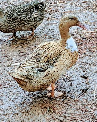 dutch hookbill ducks