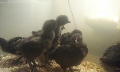 https://www.poultryshowcentral.com/images/tn-jersey-giants-21899986.jpg