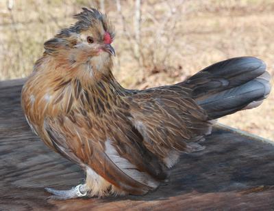 TN - Watermaals - Quail & Blue Quail Varieties