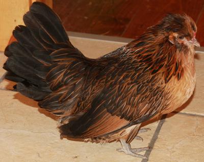 TN - Watermaals - Quail & Blue Quail Varieties