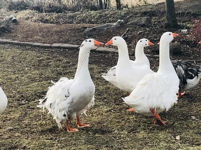 geese sebastopol